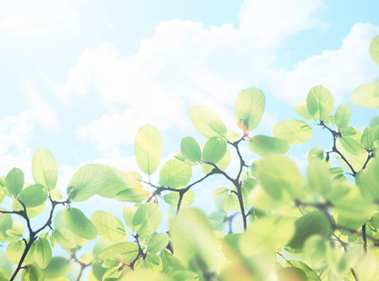 日光を浴びる木の画像